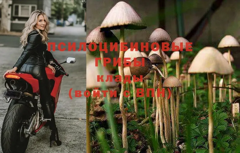 наркота  Гаврилов Посад  Галлюциногенные грибы Magic Shrooms 